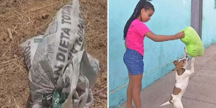 Menina salva cadela após encontrar animal amarrado dentro de sacola, em Anápolis