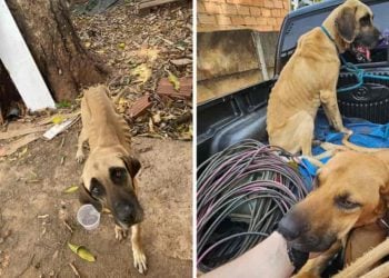 Polícia Civil prende homem suspeito de maltratar animais, em Goiânia