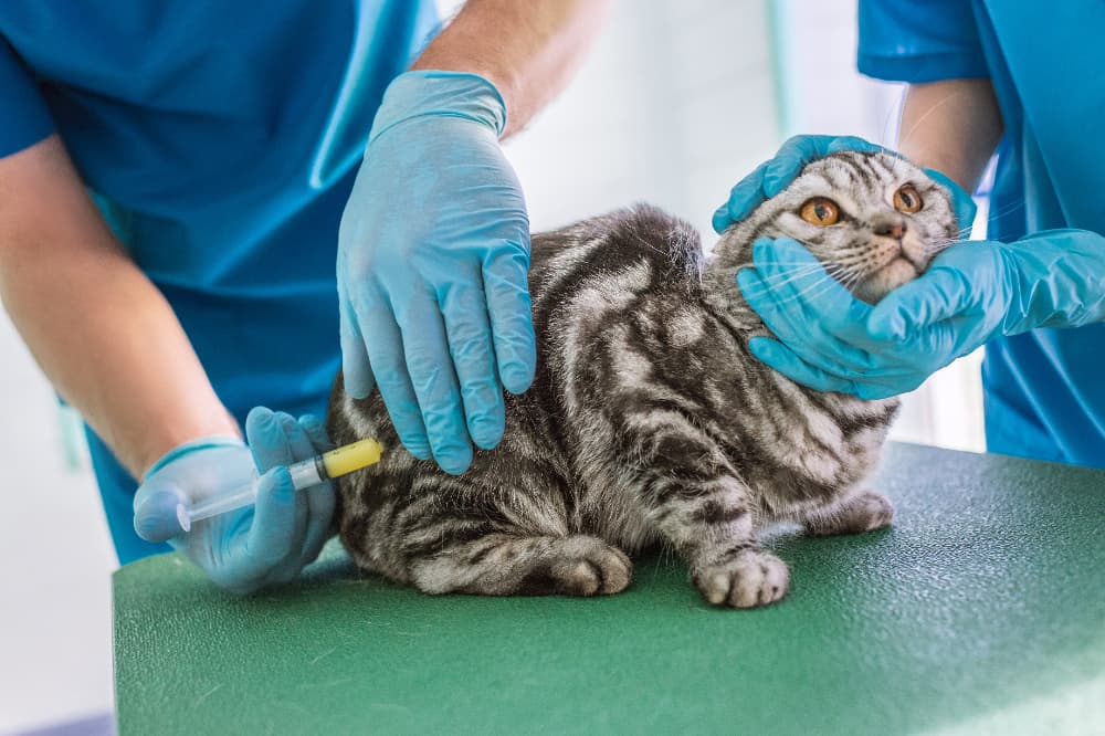 vacinação de cães e gatos