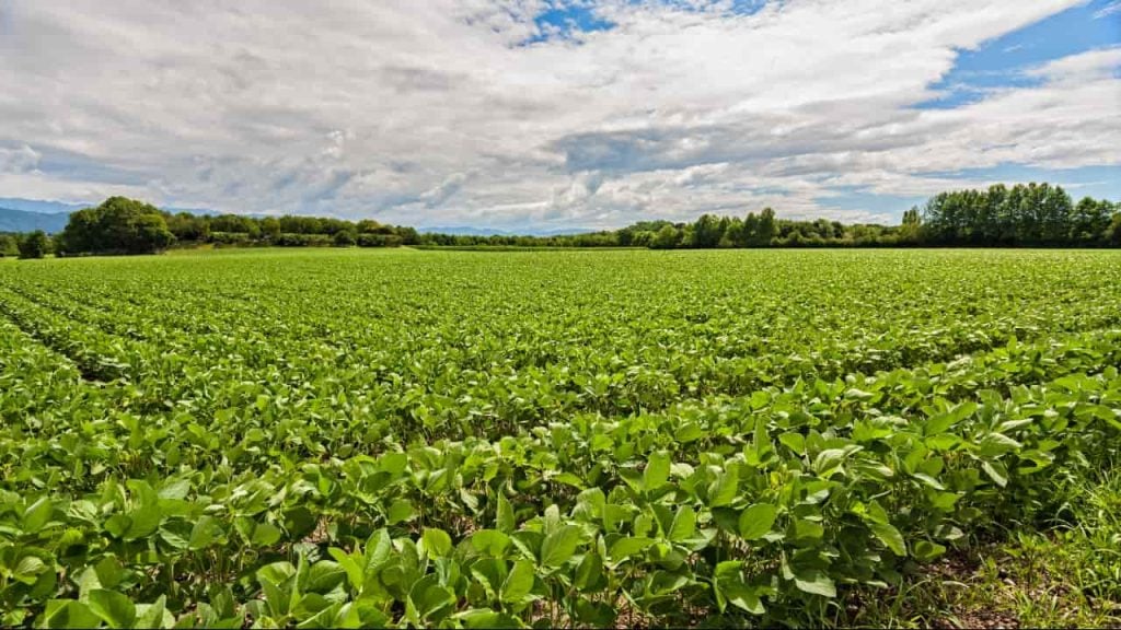 11 cidades de Goiás estão entre as mais ricas do agronegócio; veja a lista