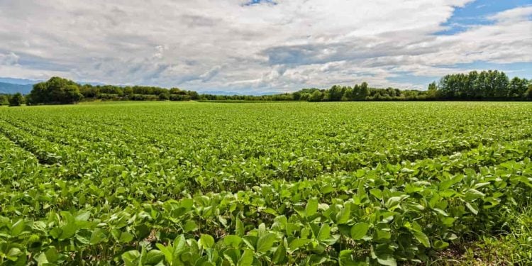 11 cidades de Goiás estão entre as mais ricas do agronegócio; veja a lista