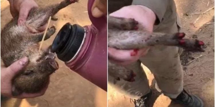 Morre filhote de porco-do-mato encontrado com patas queimadas em incêndio em Goiás; vídeo