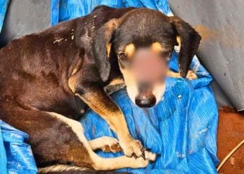 Homem é preso em flagrante suspeito de maus-tratos a animais, em Goiânia