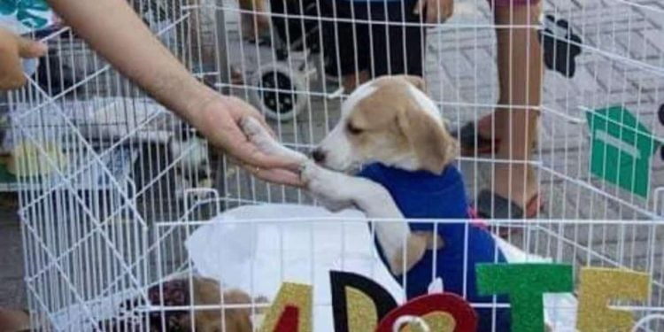 Mutirama recebe feira de adoção de animais neste domingo (24), em Goiânia