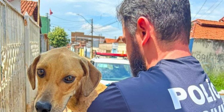 Polícia prende suspeito de maus-tratos após resgatar animal sem alimento, em Goiânia