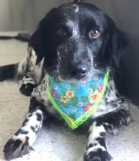 Cadela que morreu em pet shop em Goiás