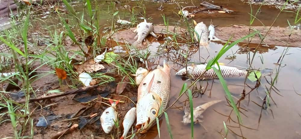 Contaminação Rio Vermelho