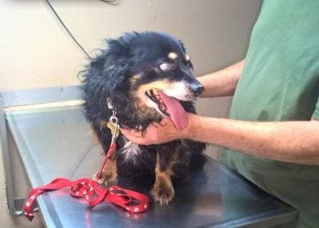 Goiânia cria Farmácia Veterinária Solidária para animais em vulnerabilidade