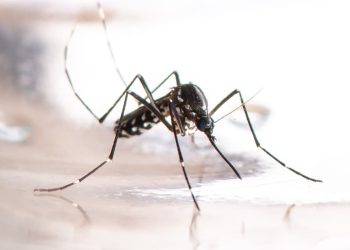 Governo de Goiás e Prefeituras se unem em mutirão contra a dengue