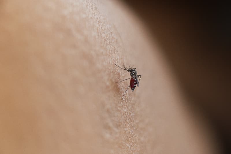 Dengue em Goiânia