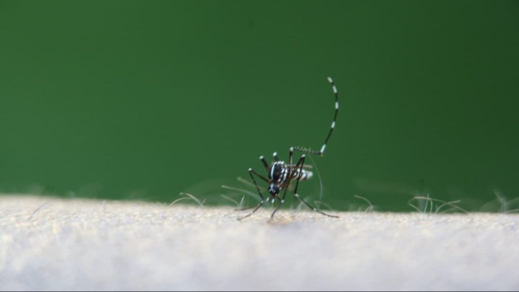 Dengue tipo 3 volta a ser registrada em Goiás após 17 anos; saiba os riscos da doença