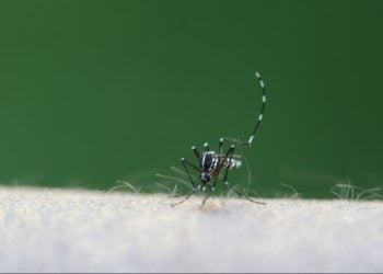 Dengue tipo 3 volta a ser registrada em Goiás após 17 anos; saiba os riscos da doença