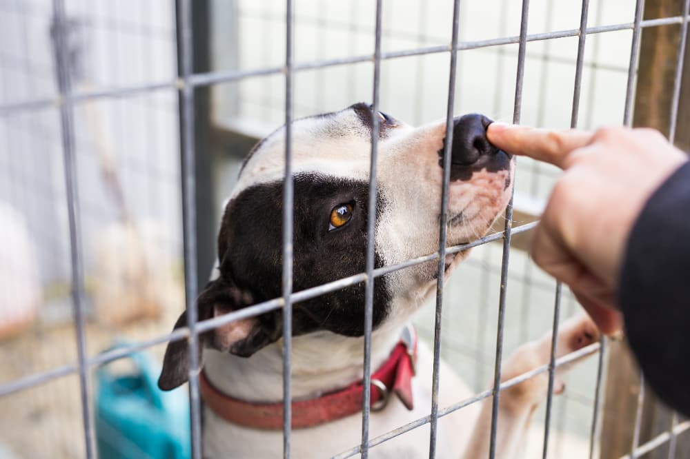 Programa Farmácia Veterinária Solidária em Goiânia.