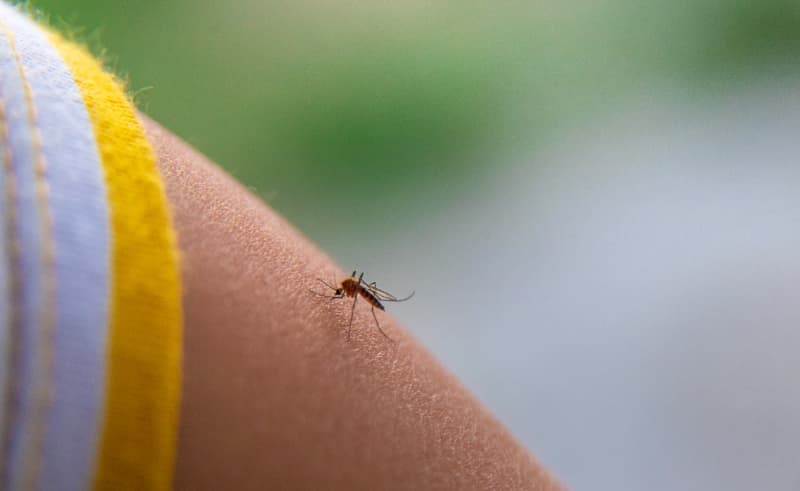 Medidas contra a dengue