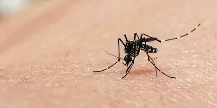 Casos de dengue em Goiânia aumentam e chegam a quase 3 mil neste início de ano