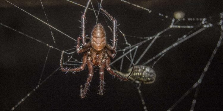 Goiás registra aumento de 235% nos casos de acidentes com aranhas neste ano