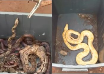 Mais de 60 animais silvestres, como cobra píton e dragão barbudo, são apreendidos em casa em Aparecida