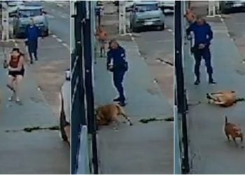 Vídeo Pit bull é morto com tiro após atacar outro cachorro, em Cristalina