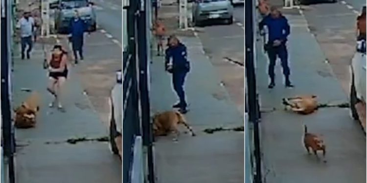 Vídeo Pit bull é morto com tiro após atacar outro cachorro, em Cristalina