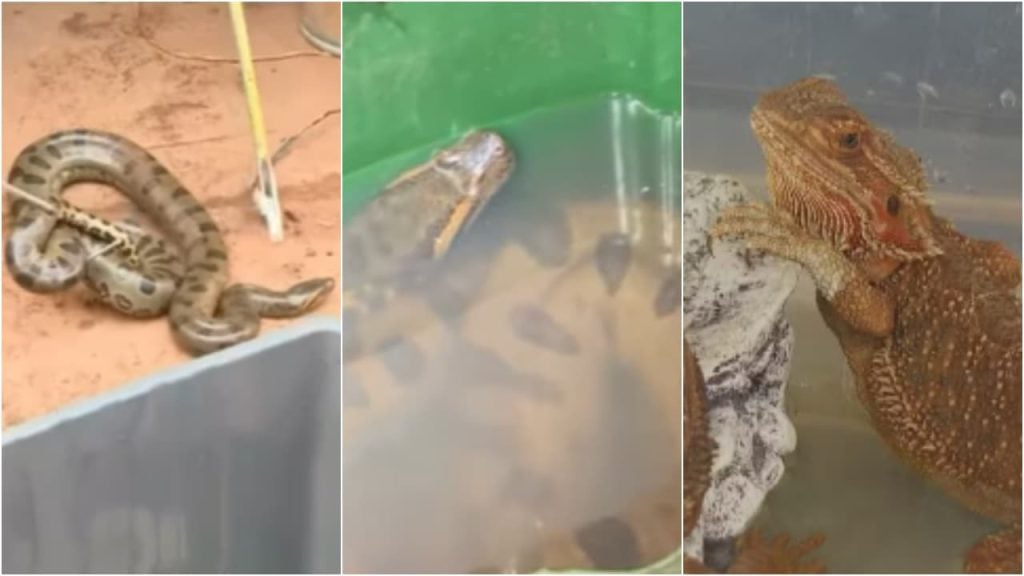 animais mantidos em cativeiro ilegal