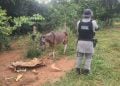 Abatedouro clandestino é suspeito de vender hambúrgueres com carne de cavalo, em Anápolis