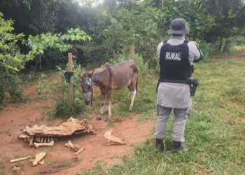 Abatedouro clandestino é suspeito de vender hambúrgueres com carne de cavalo, em Anápolis