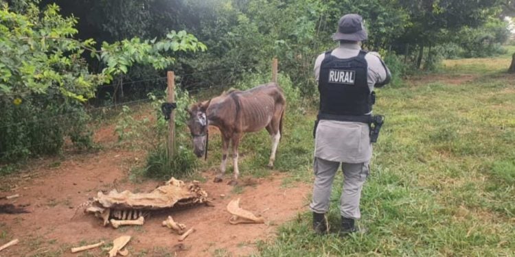 Abatedouro clandestino é suspeito de vender hambúrgueres com carne de cavalo, em Anápolis