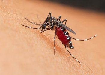 Goiás registra mais de 27 mil casos de dengue em 2025