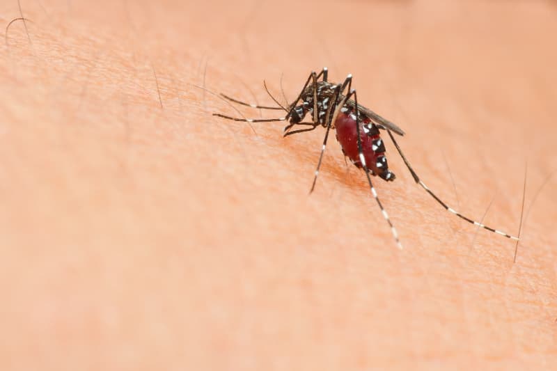 Casos de dengue