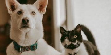 SinPatinhas: Veja como fazer gratuitamente o RG para cães e gatos