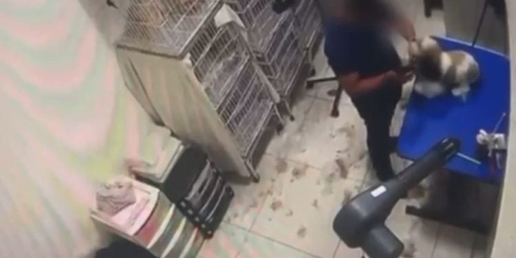 Cadela sofre lesão no olho ao ser agredida durante tosa em pet shot de Aparecida de Goiânia