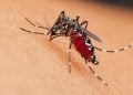 Goiânia registra queda de 46% nos casos de dengue de janeiro a maio de 2025