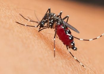 Goiânia registra queda de 46% nos casos de dengue de janeiro a maio de 2025