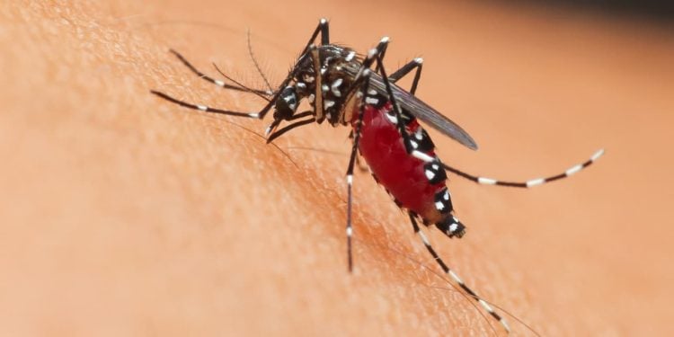 Goiânia registra queda de 46% nos casos de dengue de janeiro a maio de 2025