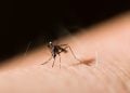 SES investiga morte de jovem de 23 anos com suspeita de dengue em Aparecida de Goiânia