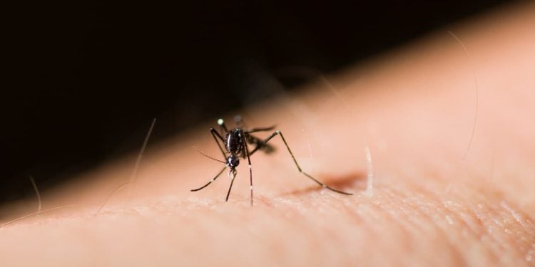 SES investiga morte de jovem de 23 anos com suspeita de dengue em Aparecida de Goiânia