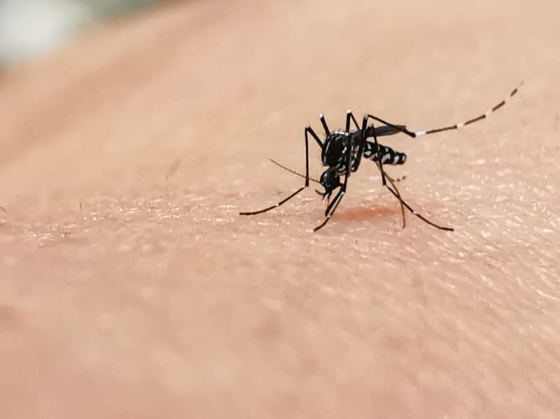 Casos de dengue