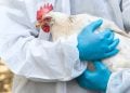 Goiás entra em alerta com confirmação de caso de gripe aviária