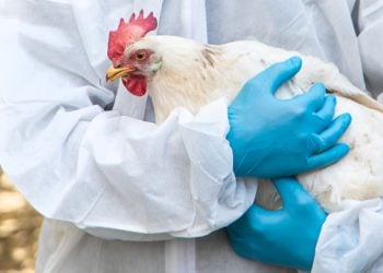 Goiás entra em alerta com confirmação de caso de gripe aviária