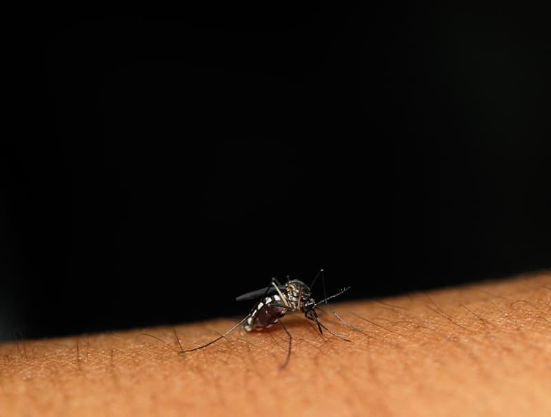 Morte com suspeita de dengue