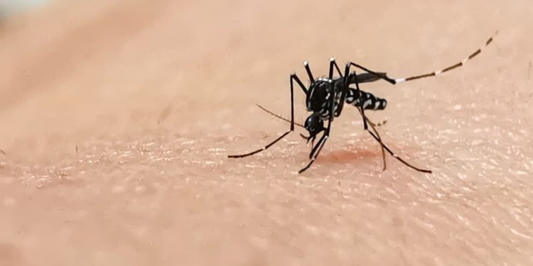 Goiás implanta estratégia que solta mosquitos com bactéria para conter avanço da dengue