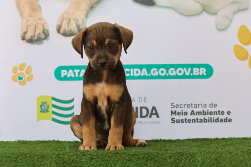 adoção de animais