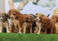 Goiânia e Aparecida recebem feiras de adoção de cães e gatos neste fim de semana