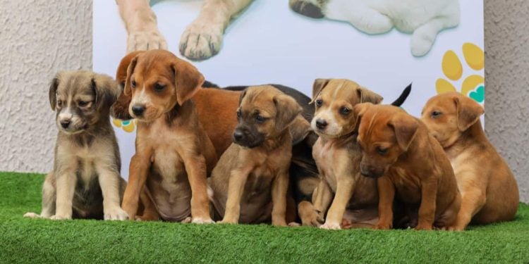 Goiânia e Aparecida recebem feiras de adoção de cães e gatos neste fim de semana