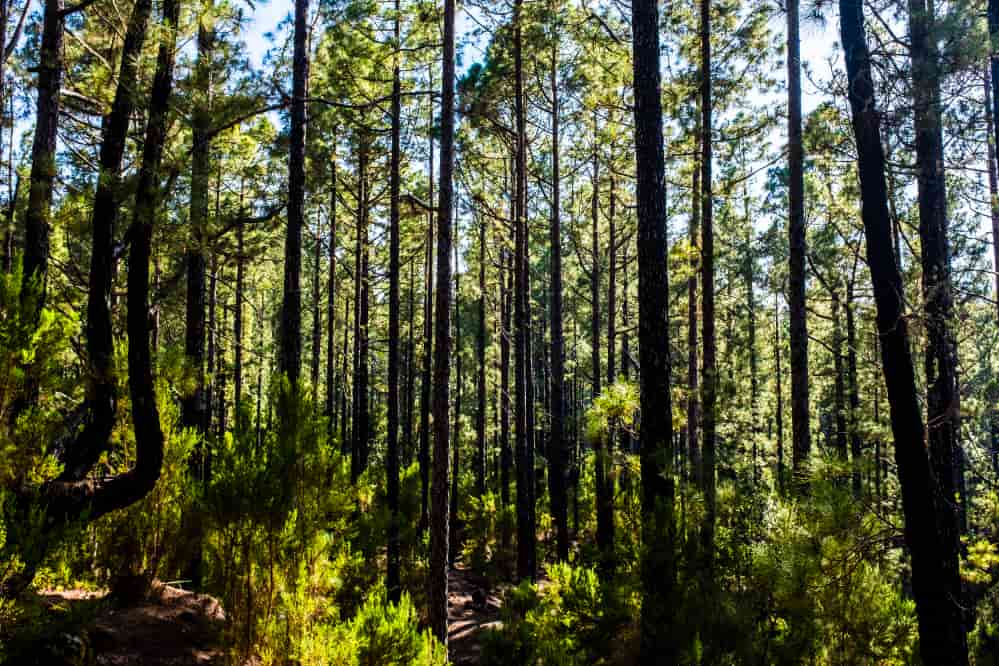 licenciamento ambiental