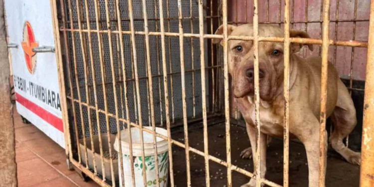 Menino morre após ser atacado por cachorro dentro de casa, em Itumbiara