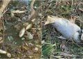 Polícia investiga crime ambiental após mortandade de peixes em córrego de Goiás