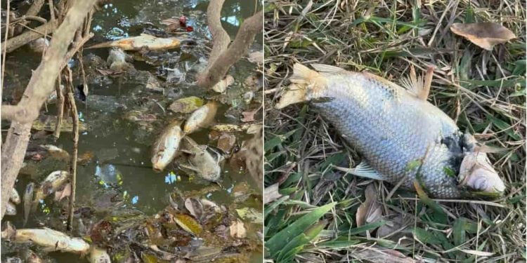 Polícia investiga crime ambiental após mortandade de peixes em córrego de Goiás