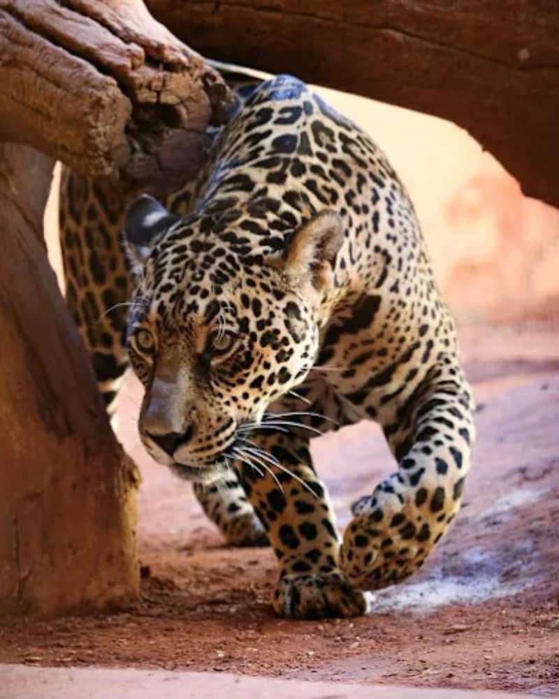 Zoológico de Goiânia