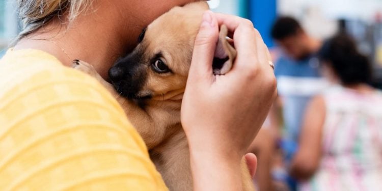 7ª edição do Adota Pet oferece 30 animais para adoção neste sábado (30) em Goiânia